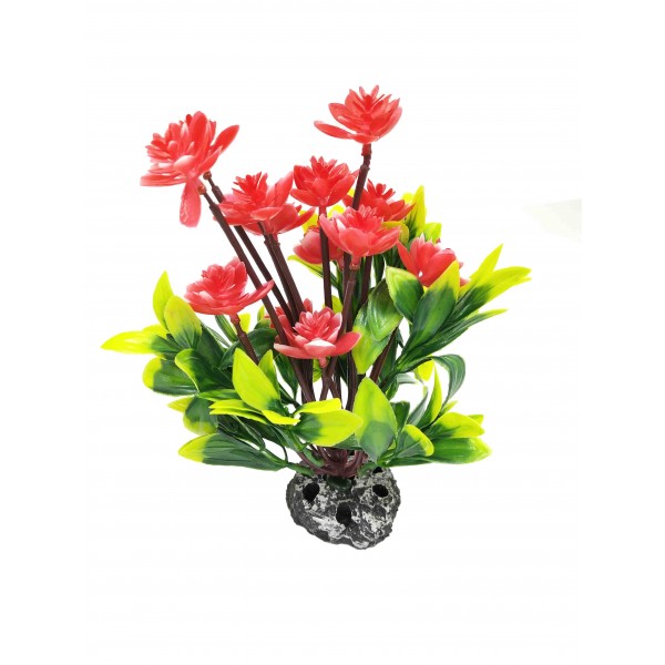 ΔΙΑΚΟΣΜΗΤΙΚΟ ΦΥΤΟ ΕΝΥΔΡΕΙΟΥ